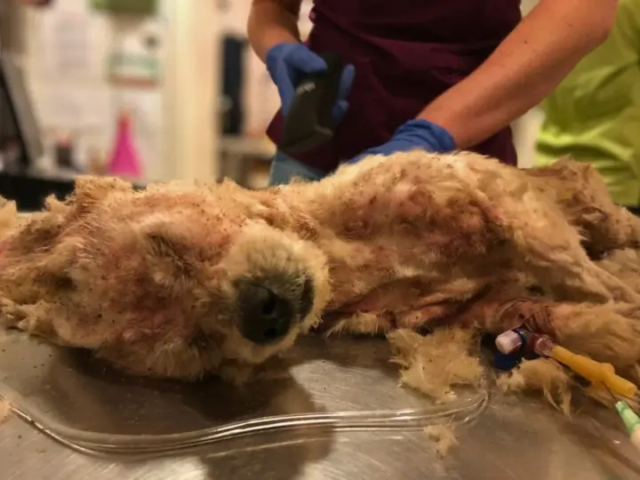 Erősen összecsomósodott, sárgásfehér szőrű kutya egy állatorvosi vizsgálóasztalon fekve, kesztyűs kezek tartják
