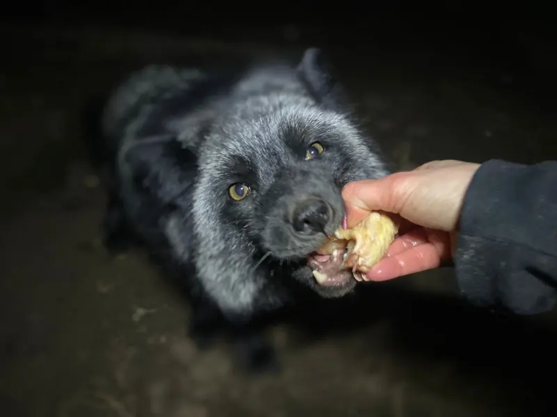 Ezüstrókák esti etetése a sötétben