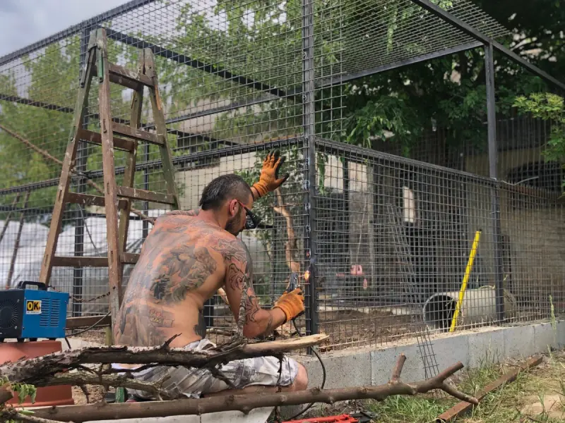Soma guggolva dolgozik egy nagy, hálós kifutó belsejében, körülötte ágak, létra és szerszámok
