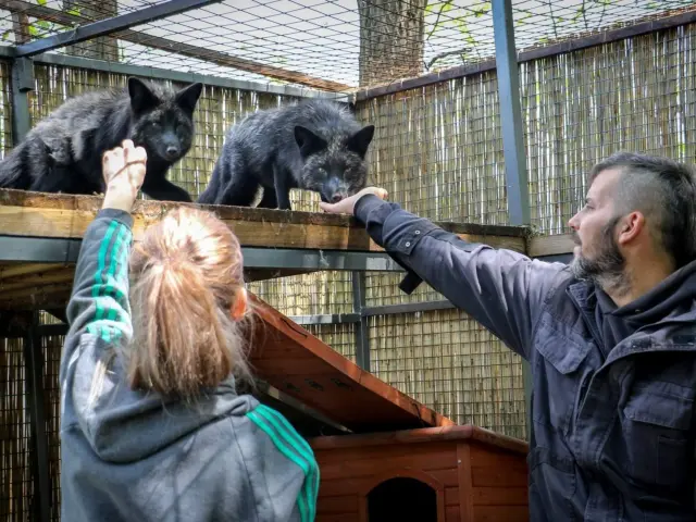 Edina és Soma egy kifutóban jutalomfalatot nyújt két fekete ezüstrókának, akik egy polcon állnak.