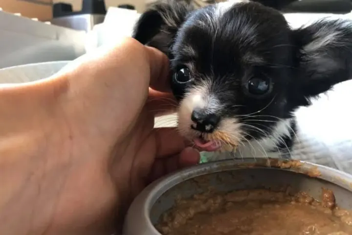 Bütyi egy tálból eszik, mellette egy kéz tartja a tálat