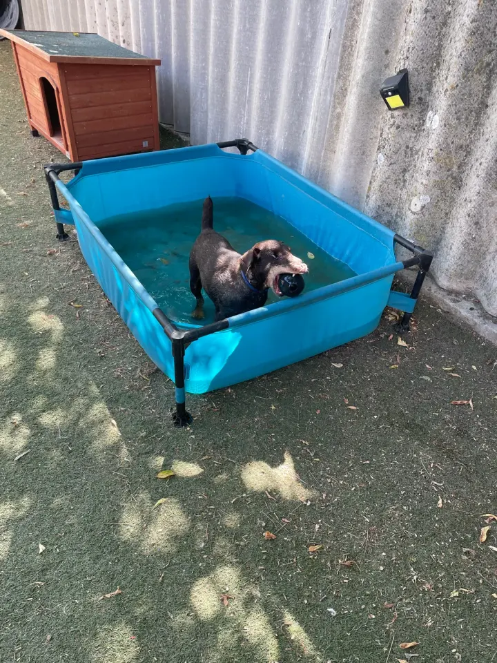 Harley a kék kutyamedencében áll, a szájában egy fekete labdával.