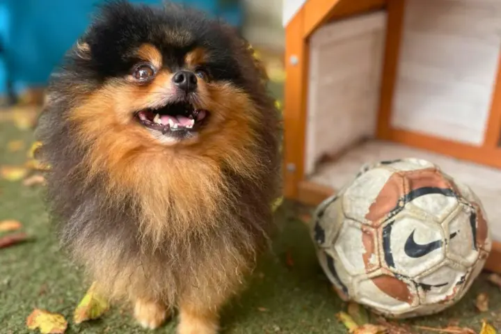 Joker a fűben ül egy fa kutyaház mellett, előtte egy focilabda