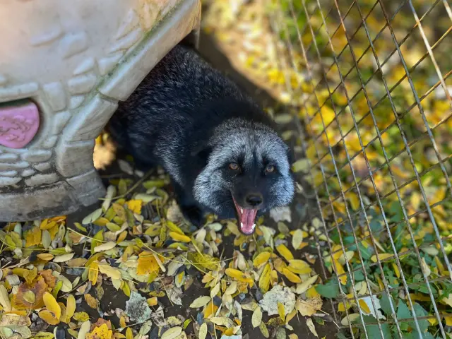 Mazikeen a levelek között mosolyog