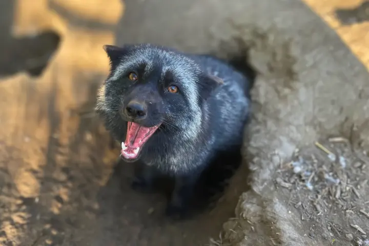Ezüstróka a kotorék bejáratában, nyitott szájjal hangot adva