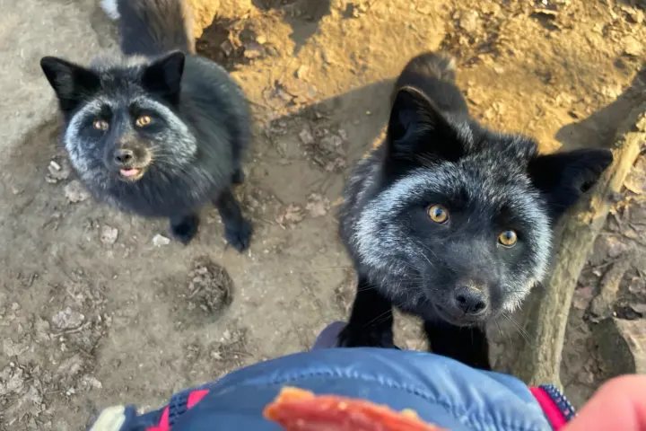 Két ezüstróka ül egymás mellett, fölfelé, egy jutalomfalatot tartó kéz felé nézve