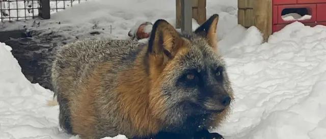 Cross színváltozatú róka a havas kifutóban fekve, körülötte hó és a kifutó berendezése