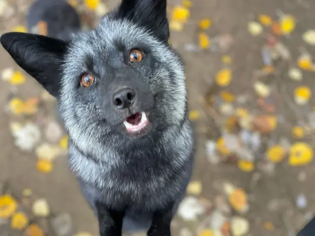 Smokey, az ezüstróka felfelé nézve mosolyog