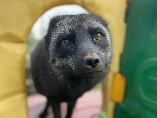 William, az ezüstróka közeli portréja szalmán, fölfelé a kamerába nézve; a fülei hiányoznak