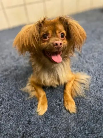 Yoda mosolyog
