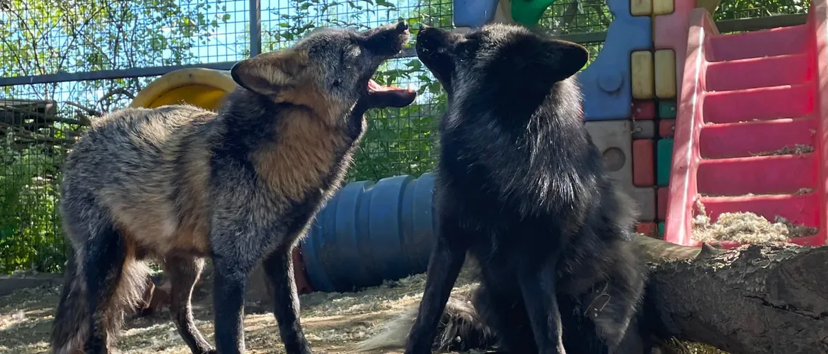 Két róka a kifutóban: egy barnás-szürke és egy fekete, a fekete felágaskodva fordul a másik felé; mögöttük kék alagút és színes mászóelemek