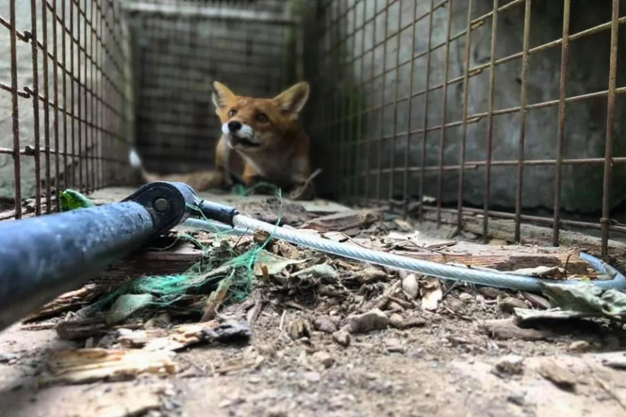 Felnőtt vörös róka egy drótkerítéses kifutó hátsó sarkában lapul, az előtérben a földön egy befogó bot fekszik