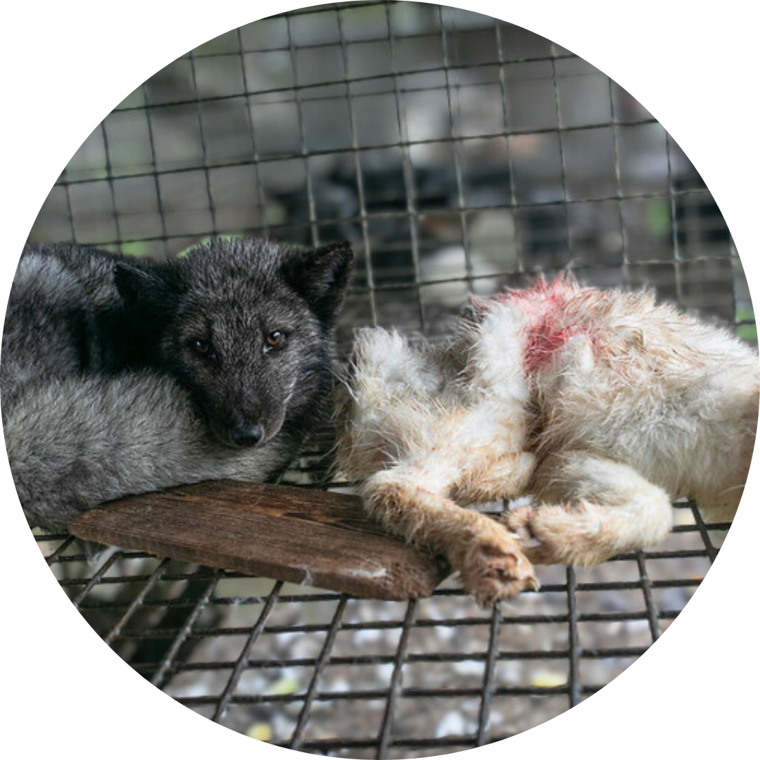 Otwarte Klatki által felszámolt lengyel prémtelep