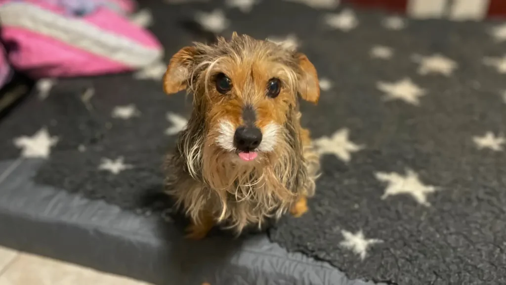 Janka kutyus a melegben egy ortopédiai matracon