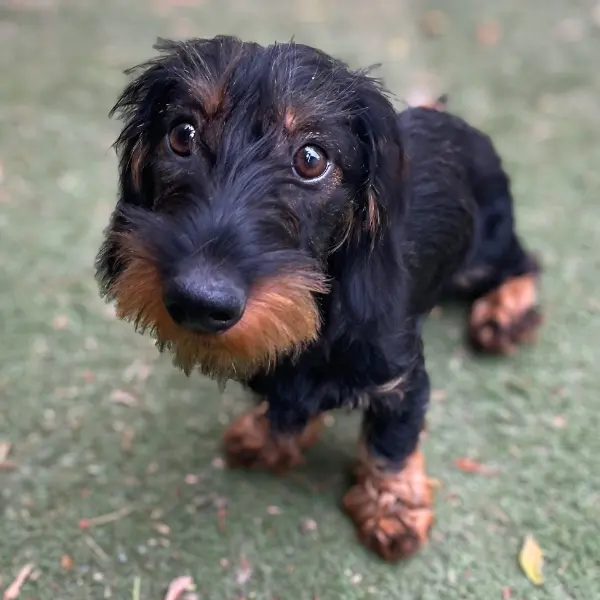 Tacskó rehabilitáció után egészségesen az Állatment Szolgálat Alapítvány gondozásában.