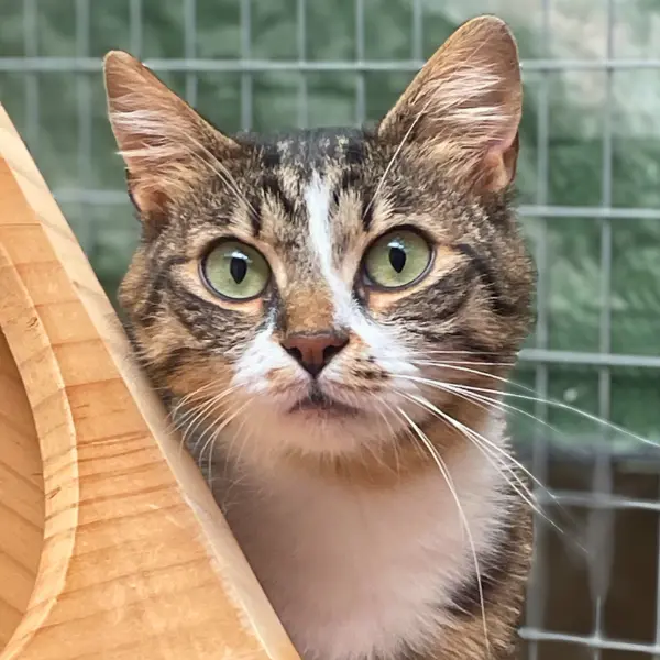 Sintértelepről macska rehabilitáció alatt az Állatmentő Szolgálat Alapítványnál