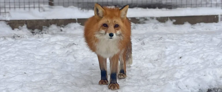 Háború miatt mentett róka az Állatmentő Szolgálat Alapítvány gondozásában