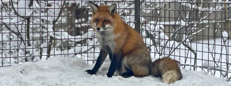 Egy mentett róka ül nyugodtan a hóban