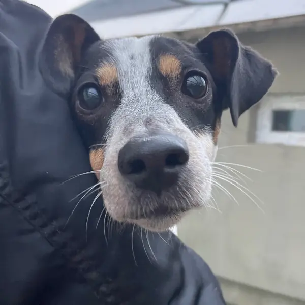 Sérült kutya az Állatmentő Szolgálat Alapítvány gondozásában