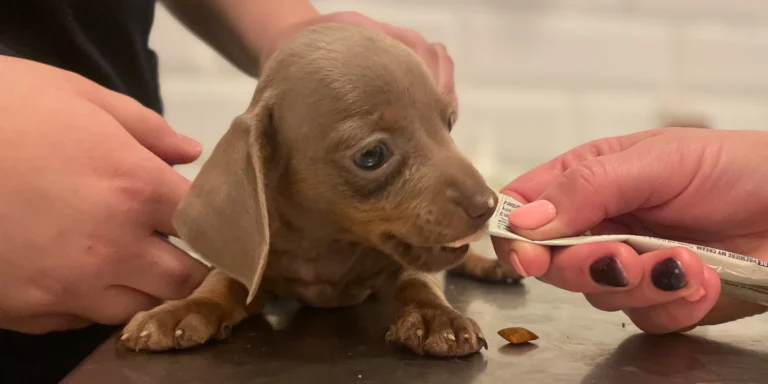 Kutyacsempészektől mentett tacskó kölyök az állatorvosnál