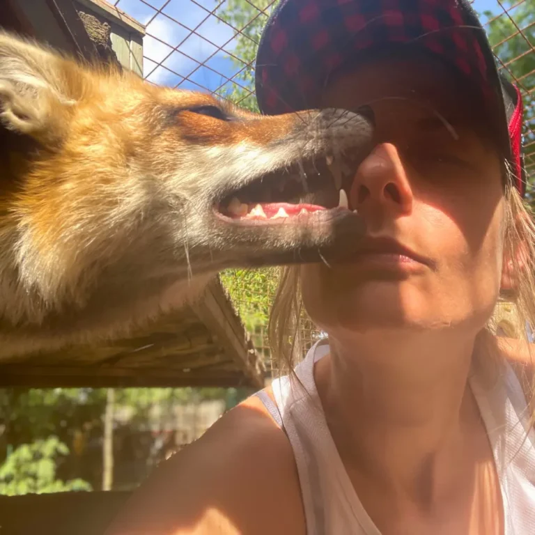 edina és boró domesztikált róka