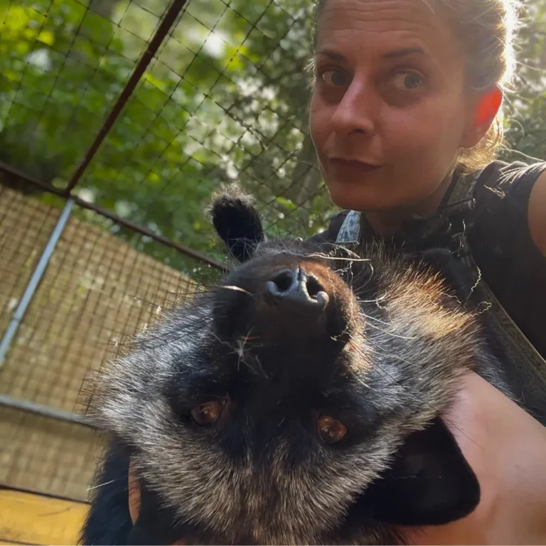 edina és mazikeen ezüstróka