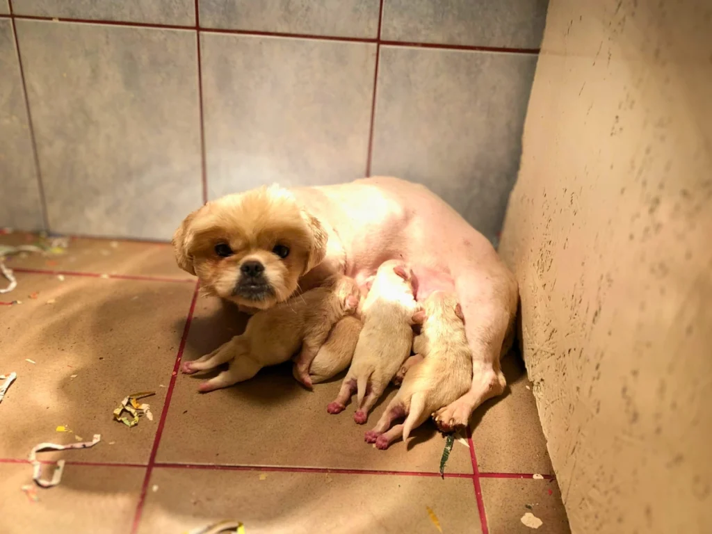 Kihasznált anyakutya a kölykeivel méltatlan körülmények között.