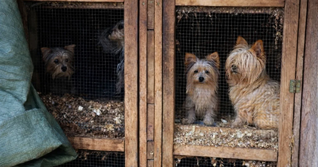 Kutyaszaporítás Magyarországon