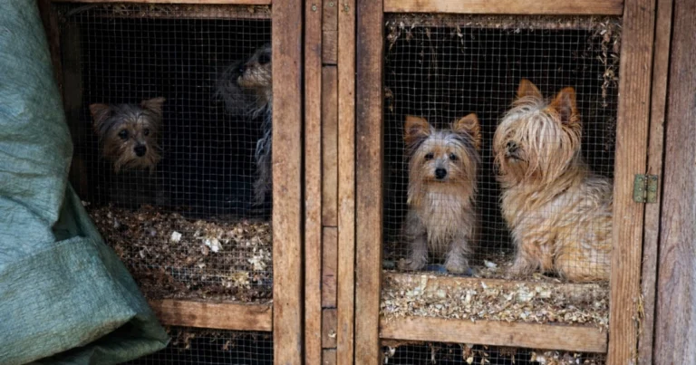 Kutyaszaporítás Magyarországon