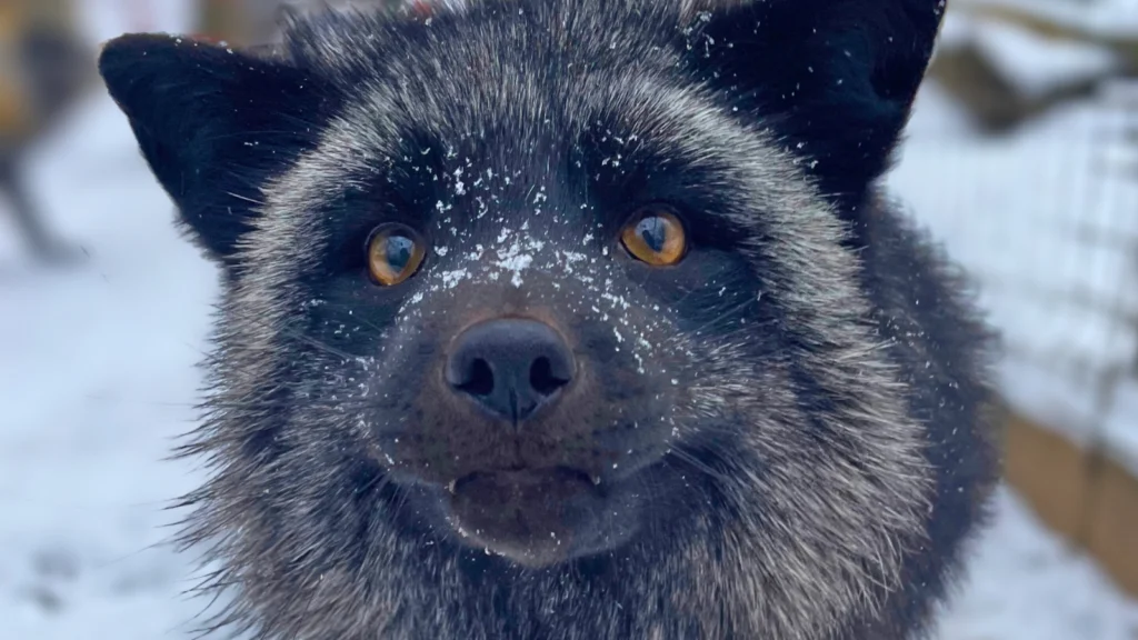 Lengyel prémtelepről mentett ezüst róka havas bundával az Állatmentő Szolgálat Alapítvány gondozásában.