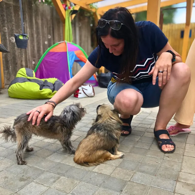 réka állatvédelem pirivel