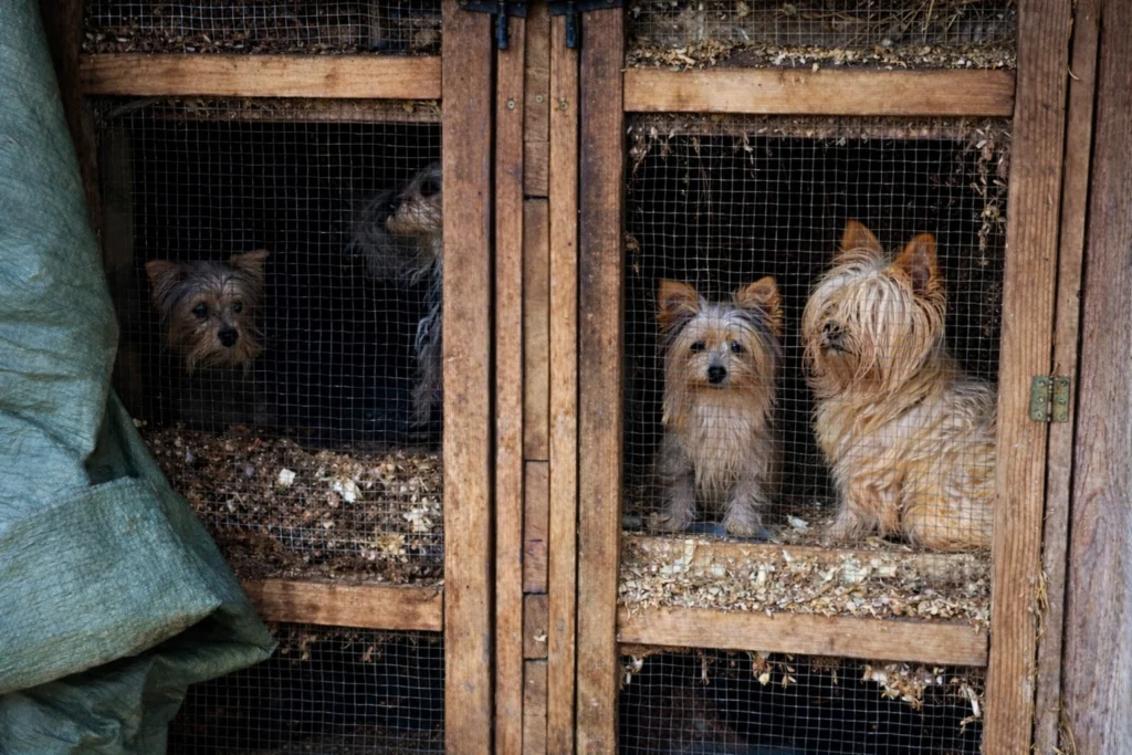 Szaporítótelepen nyúlketrecekben ülnek zsúfoltan az elhanyagolt kutyák