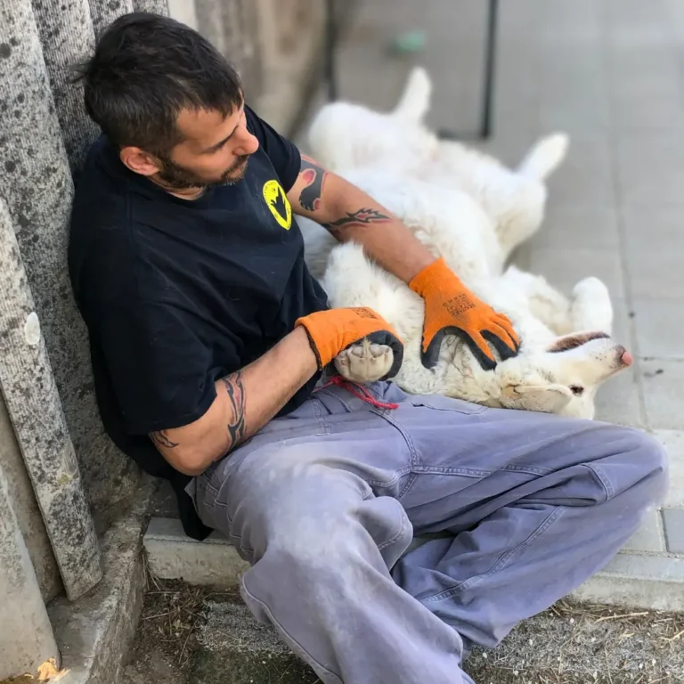 soma kókusz akita szaporítótelepről mentett