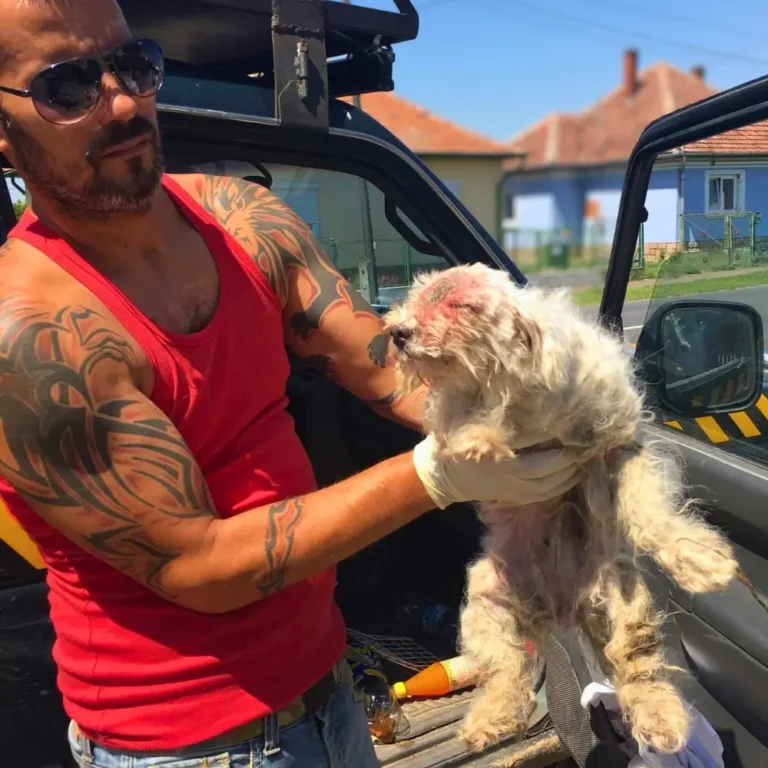 soma ripley mentett kutya