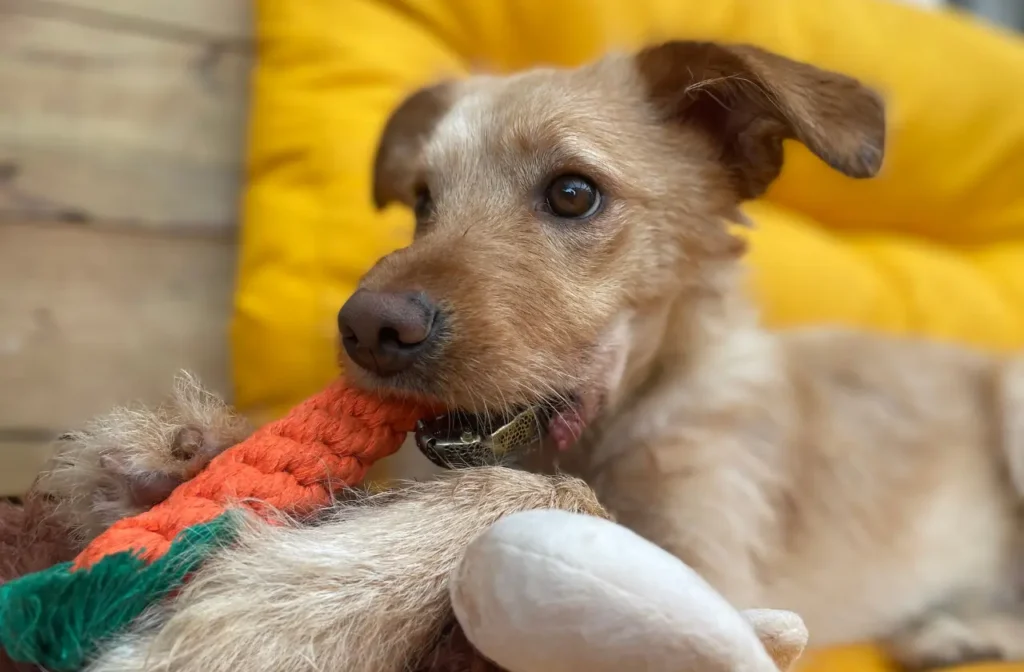 Táti kutya titán állkapocs implantátummal él.