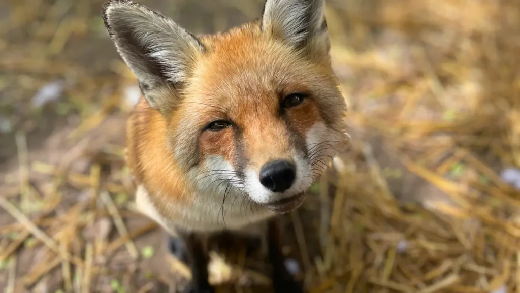 Boróka a túzróka az Állatmentő Szolgálat Alapítvány gondozásában