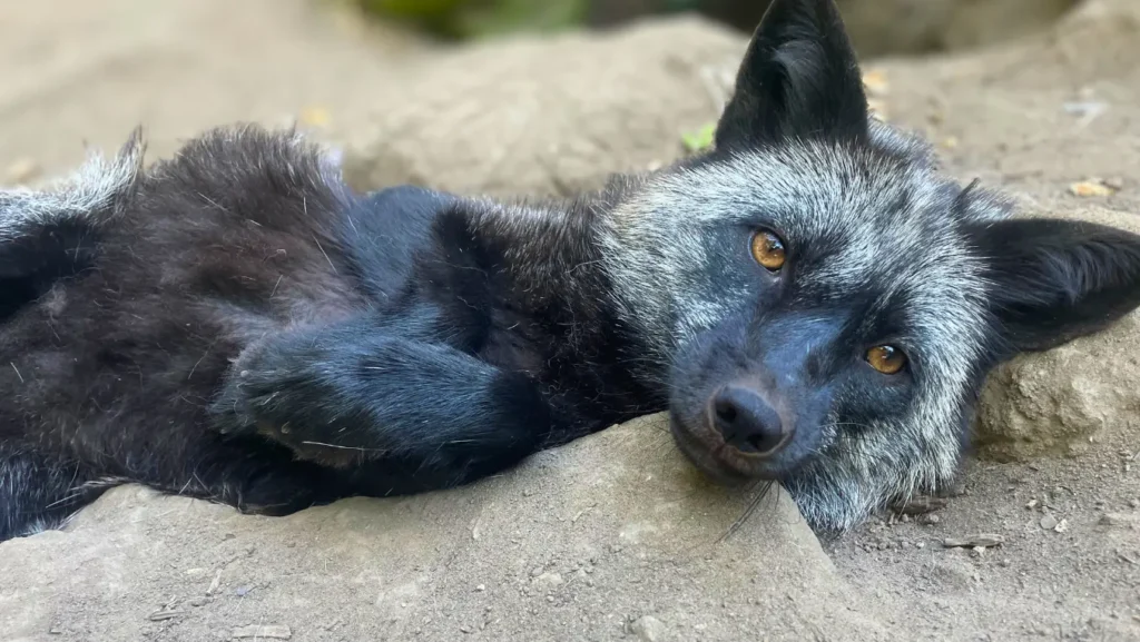 Mazikeen az ezüstróka az Állatmentő Szolgálat Alapítvány gondozásában