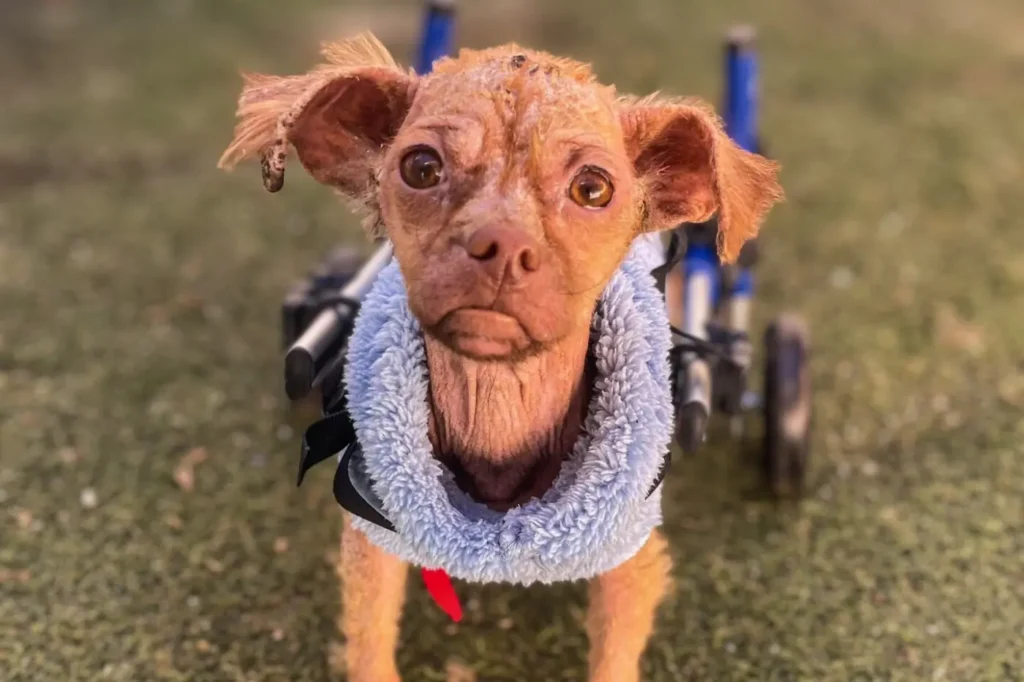 Yoda első próbálkozásai a kutyakocsival. Szőrhiánya miatt pulcsiban, hogy ne fázzon meg.