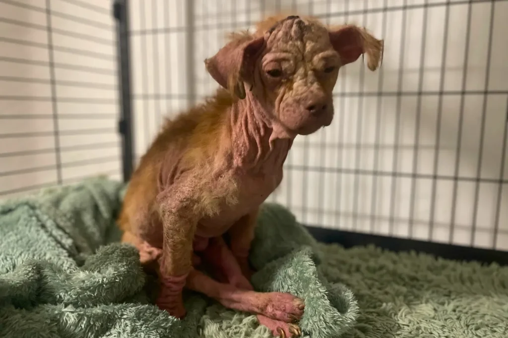 Bőrbeteg, gerinctörött kutya ül reményvesztett tekintettel, de már biztonságban az Állatmentő Szolgálatnál.