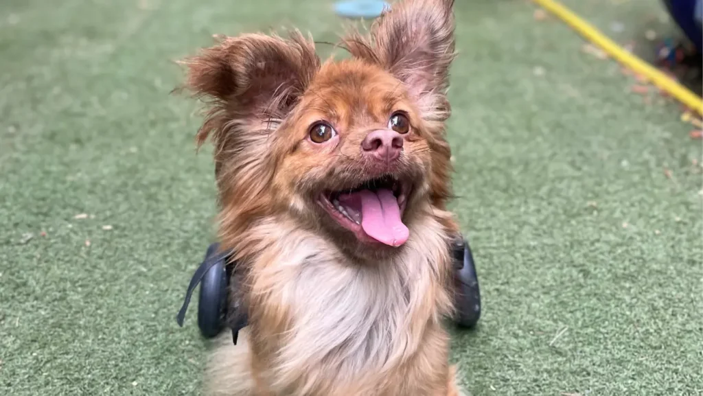 Yoda bőrbetegen és gerinctörötten került az Állatmentő Szolgálat Alapítványhoz. A képen kutyakocsival boldogan futkározik a rehabilitációja után.