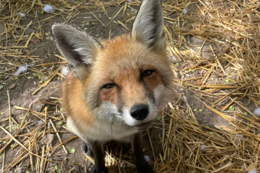 Fire morph színváltozatú róka portréja közelről