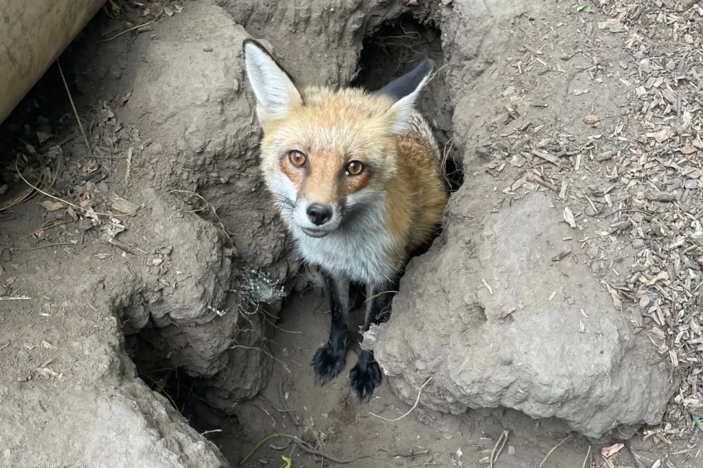Farm róka genetikai vonalhoz tartozó róka portré