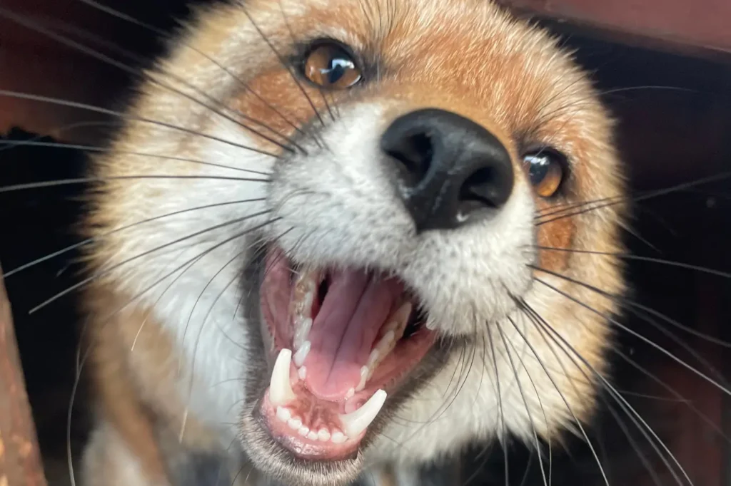 Fire morph róka jellegzetes arcmintázattal