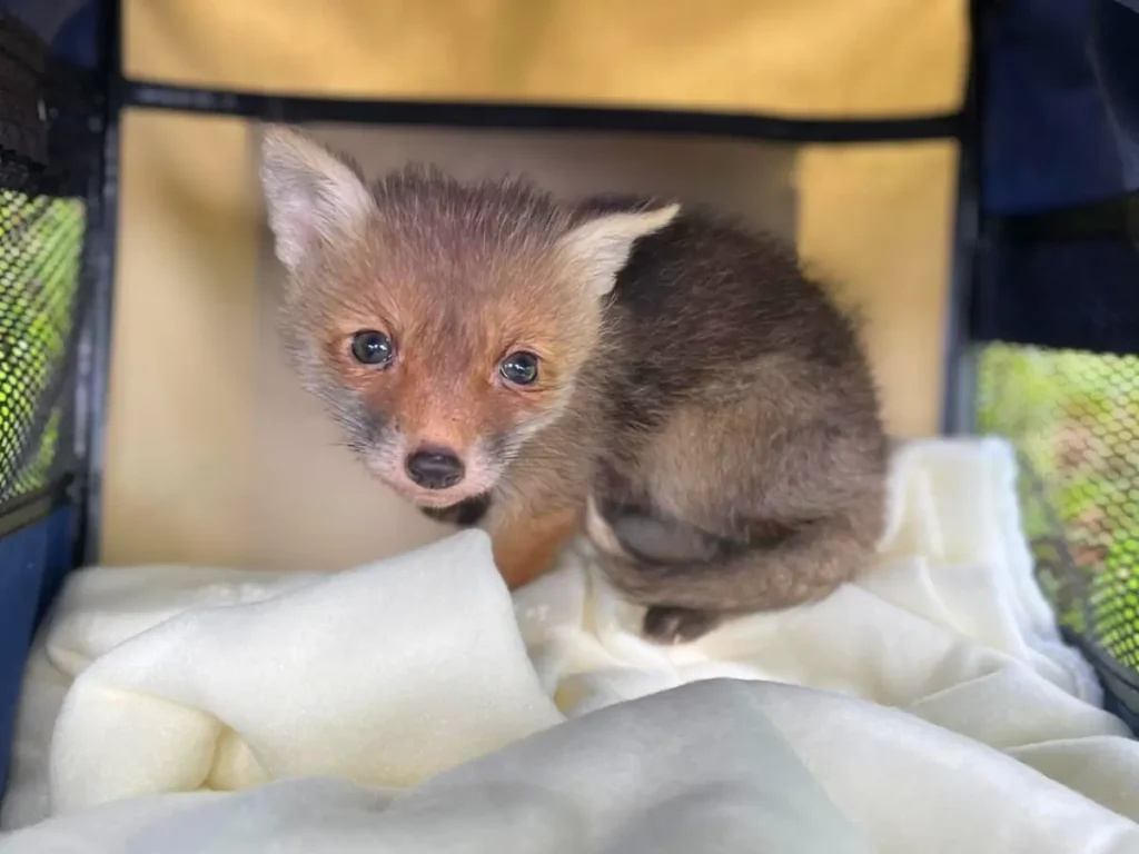 árvult kisróka vadmentés során szállítóboxban, takarón ülve