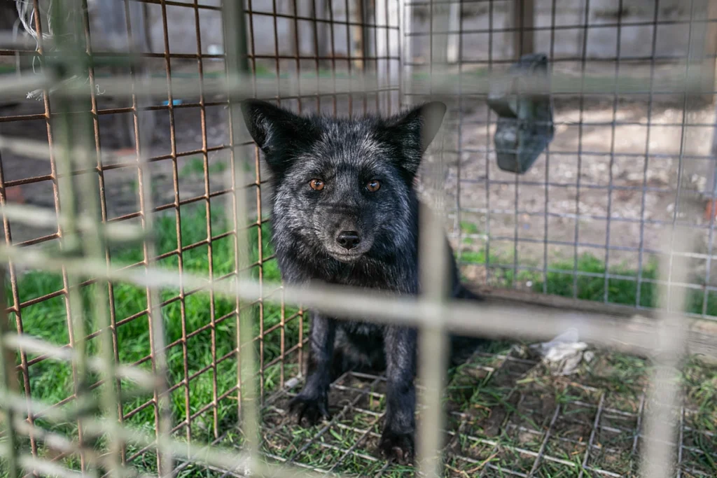Ezüstróka ül egy ketrecben a prémtelepen, amit a rendőrség és az állatvédők számolnak fel. A róka az Állatmentő Szolgálat Alapítvány gondozásába került Magyarországra.