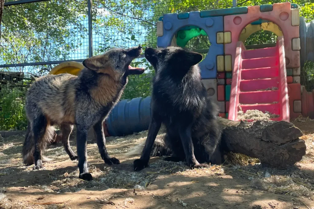 Loki a mentett cross róka egy ezüstrókával a kifutóban