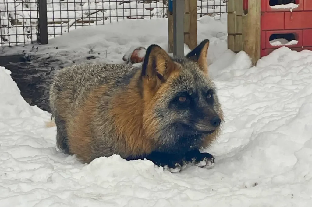 Loki a mentett farmróka nyugalomban pihen a hóban