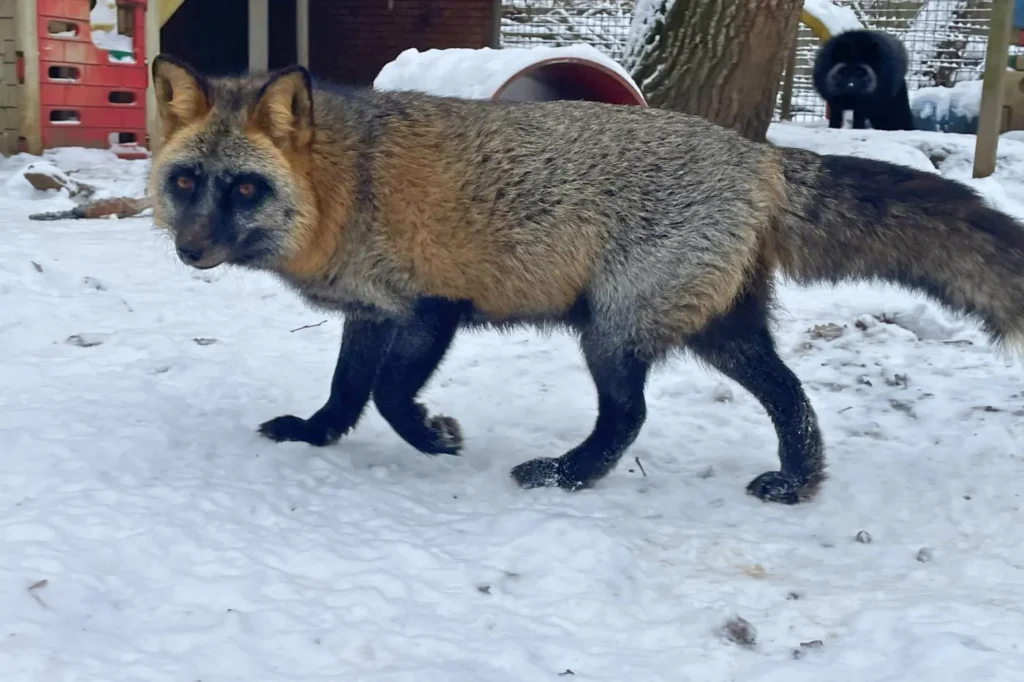 Loki mentett róka télen a kifutóban