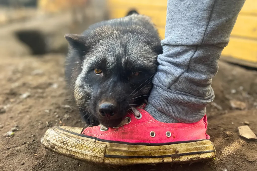 Mazikeen ezüstróka cipőfűzővel játszik a kifutóban