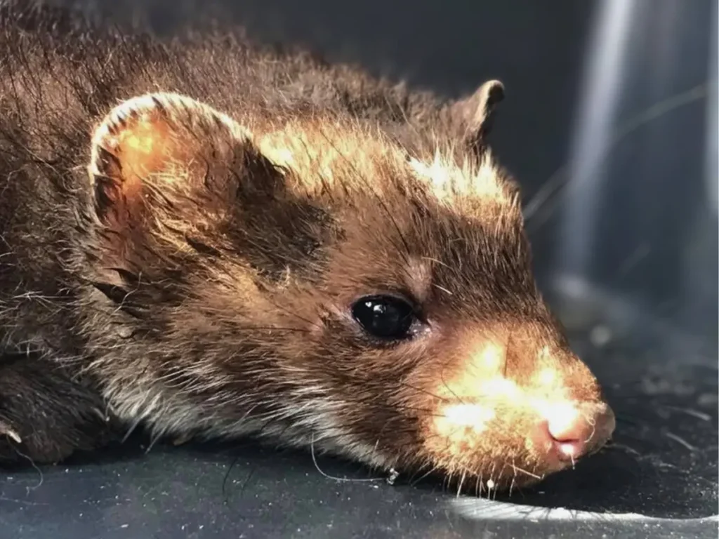 Egy mentett nyestkölyök pihen a beavatkozás után. Az ilyen állatok túlélése gyakran az emberi segítségen múlik — mégis vannak helyzetek, amikor a jogi környezet nem a mentést segíti, hanem bizonytalanná teszi azt.